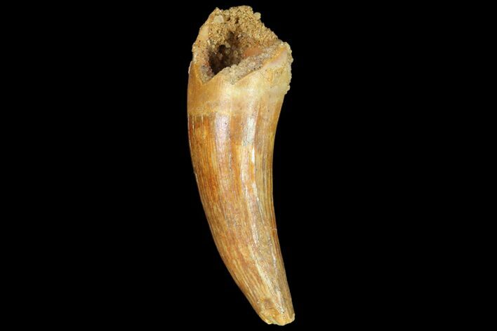 Fossil Crocodile Tooth - Kem Kem Beds, Morocco #81024